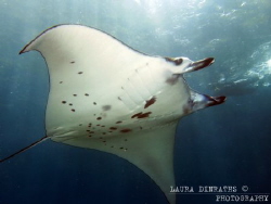 Manta ray (Manta birostris) over cleaning station by Laura Dinraths 
